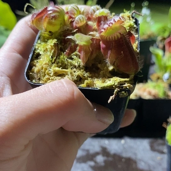 完全开放土瓶子草状态非常好