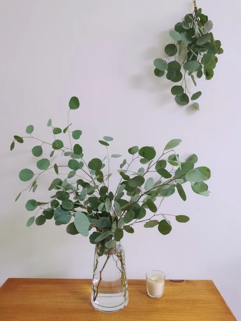 尤加利苹果叶婚庆装饰鲜切花可用作拍照装饰