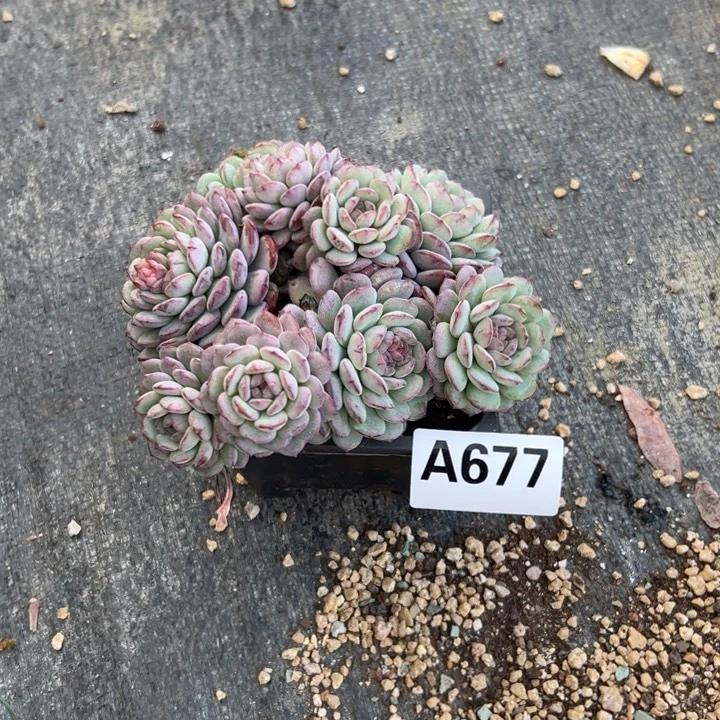 谷***合A677鲁冰带盆一物一拍13.8