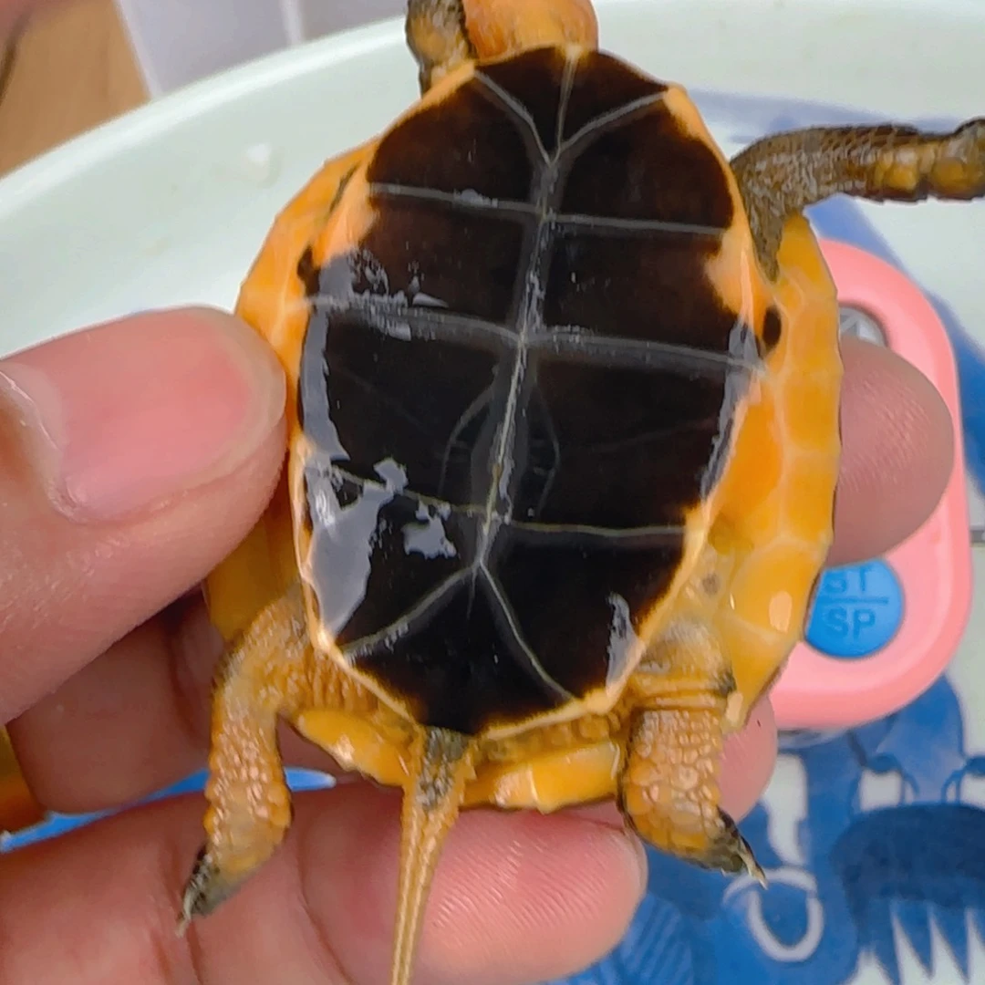 不分公母宠物龟玛莎强连