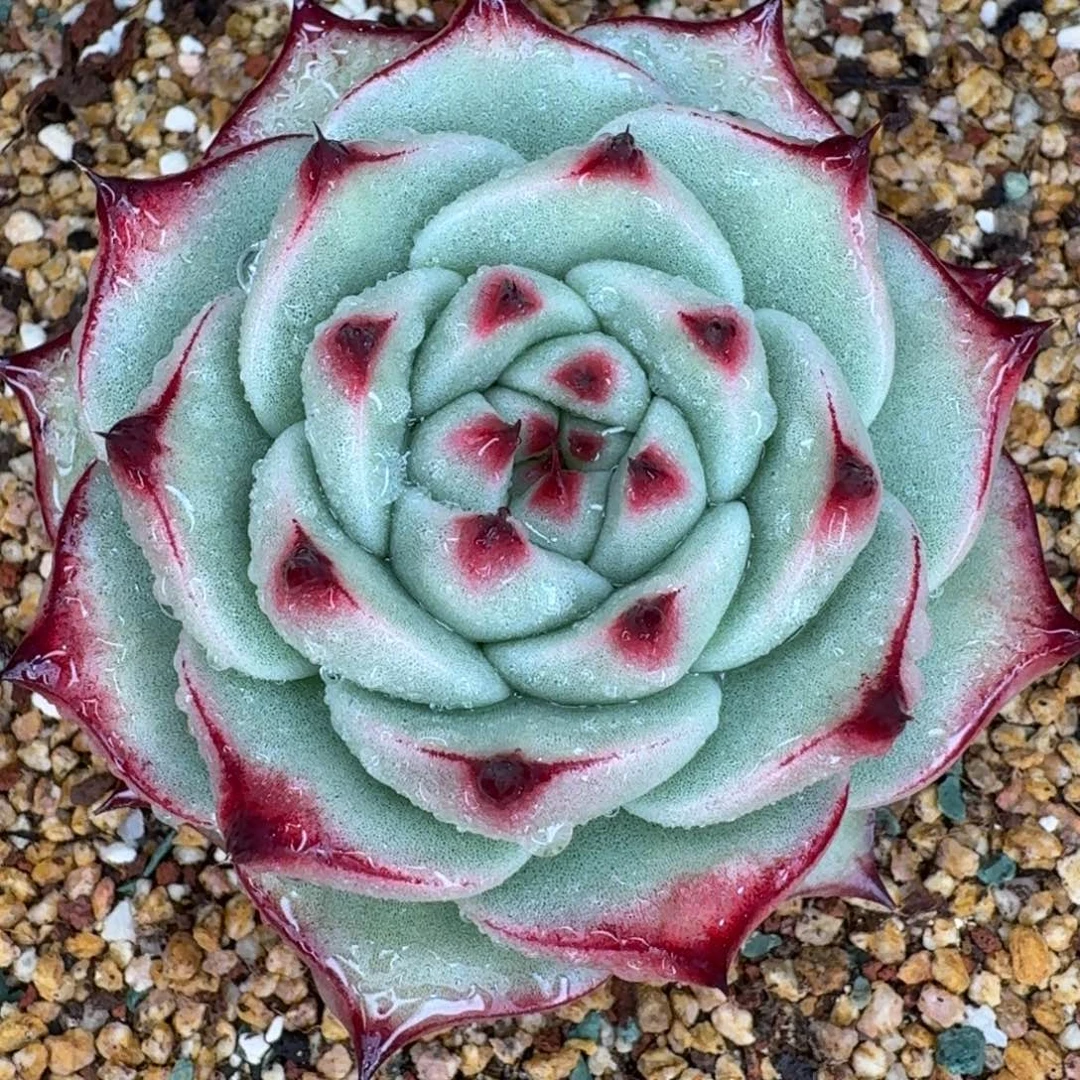 从前慢多肉精选编号1221.390