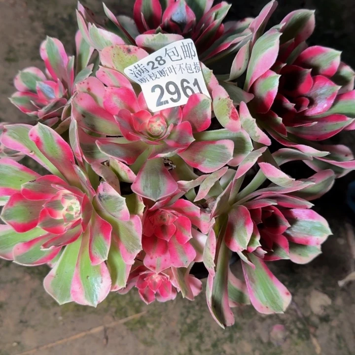 2961女郎多肉植物