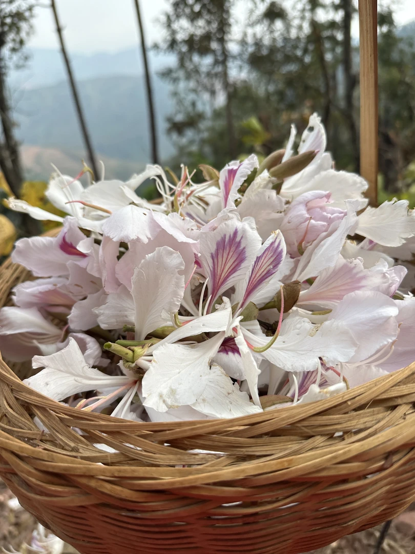 云南白花新鲜食用白花山茅野菜焯水凉拌炒肉煮汤