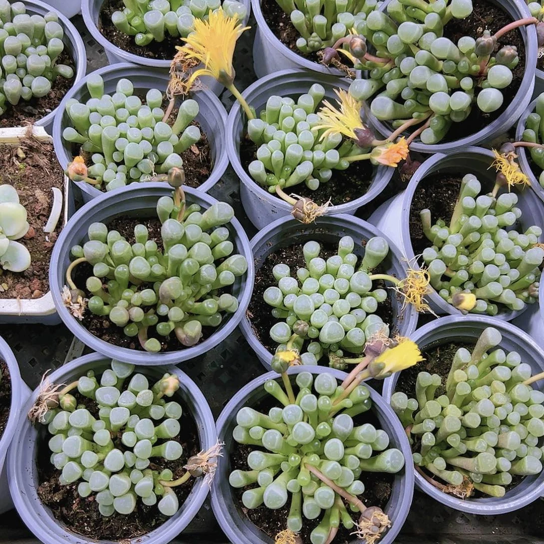 大五十铃玉带盆带土19包邮