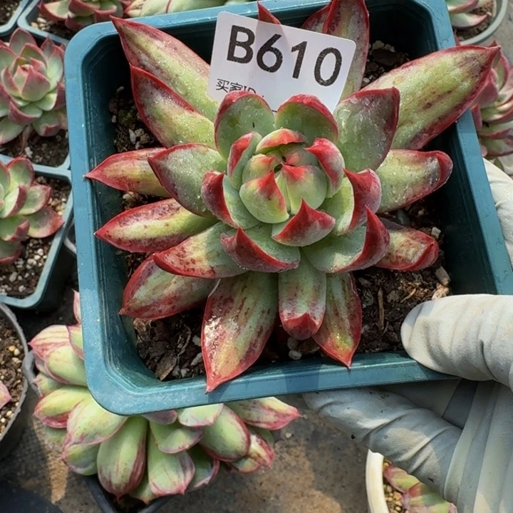 惊鸿仙子 610...........