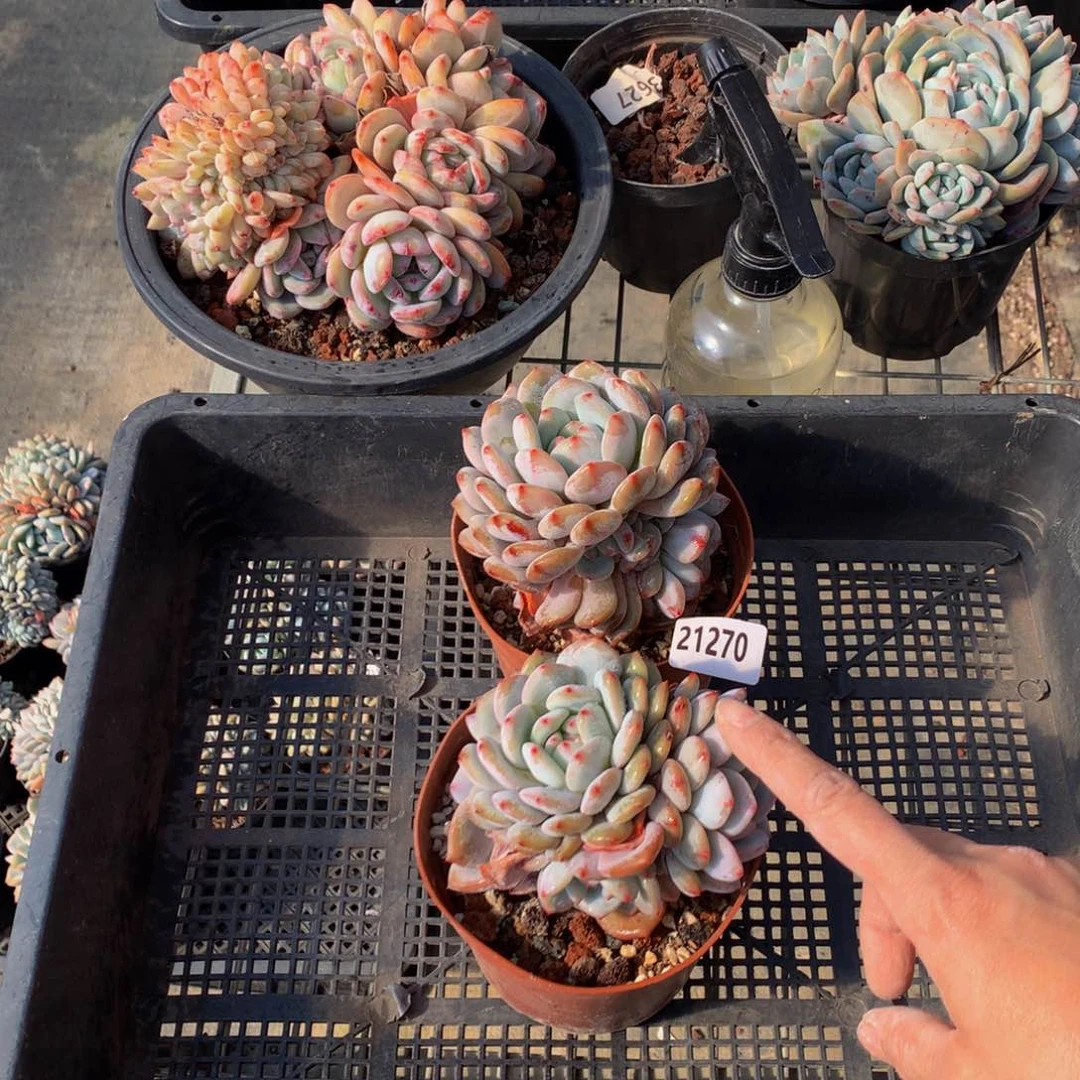 21270多头嗯嗯嗯嗯的