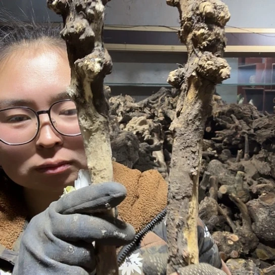 香榧木今****视火琉璃的毛料摆件