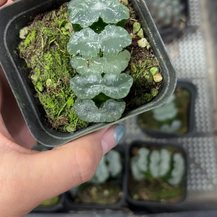 白熊玉扇多肉植物