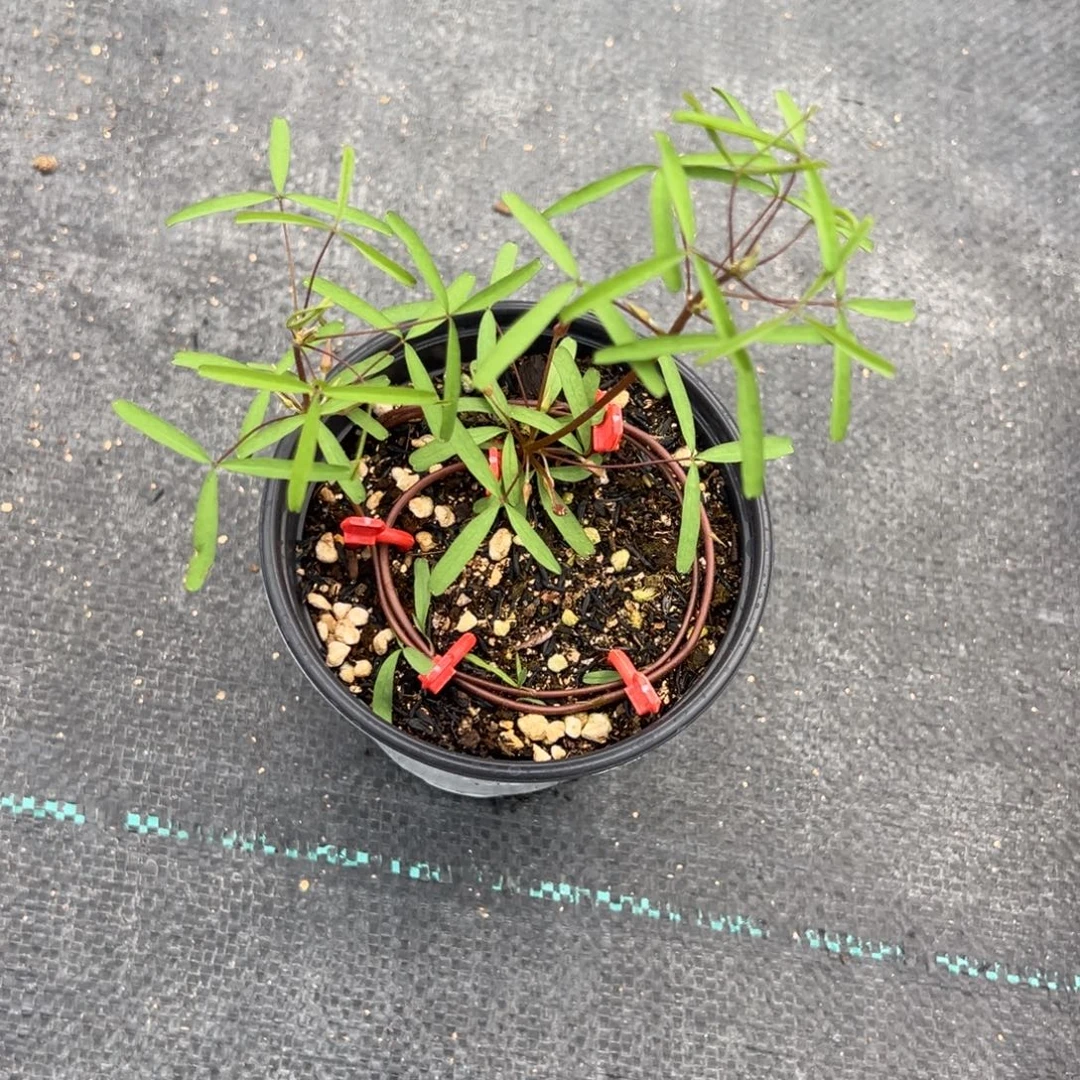 期***待完全开放仙女座盆栽苗