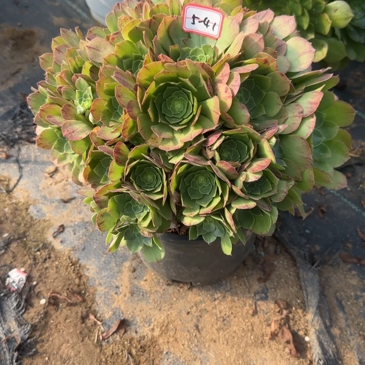 5-41万圣夜多肉不包售后