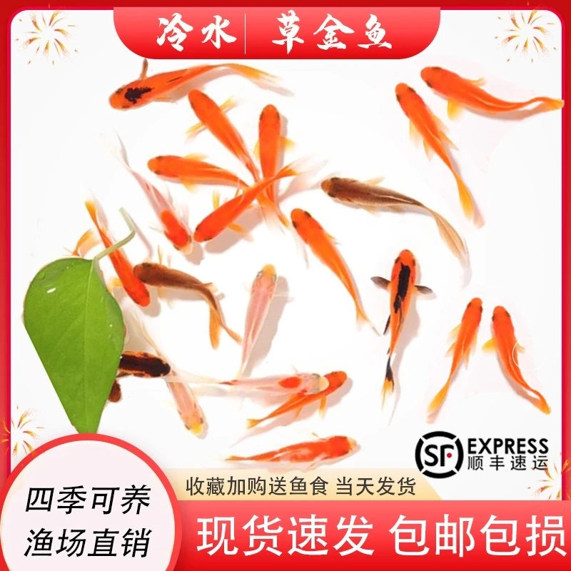 冷水鱼小型鱼缸好养耐活新手闯缸鱼饲料鱼大红草金锦鲤活鱼观赏鱼