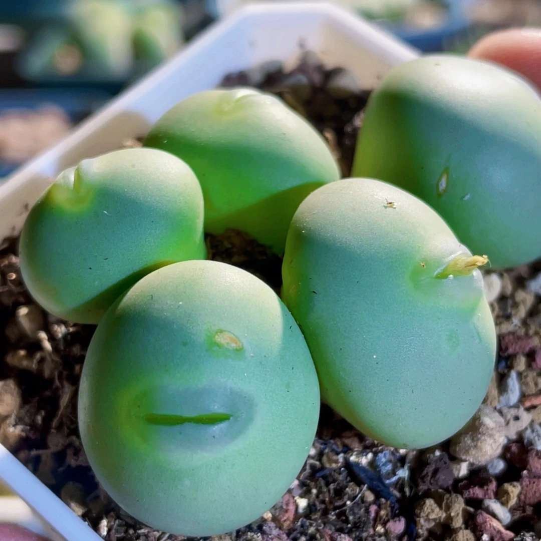白花大g嘟嘟嘴香肠嘴植物一物一拍