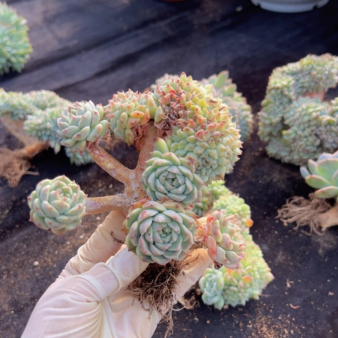 新年快乐秘境微瑕