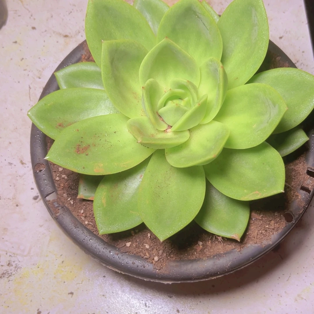 20➕公分翠花一个脱土发