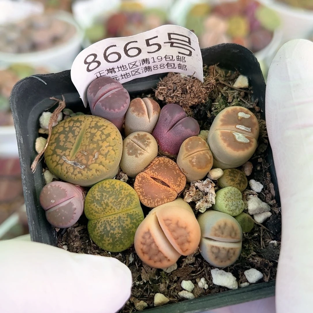 好养易活生石花大母本8665