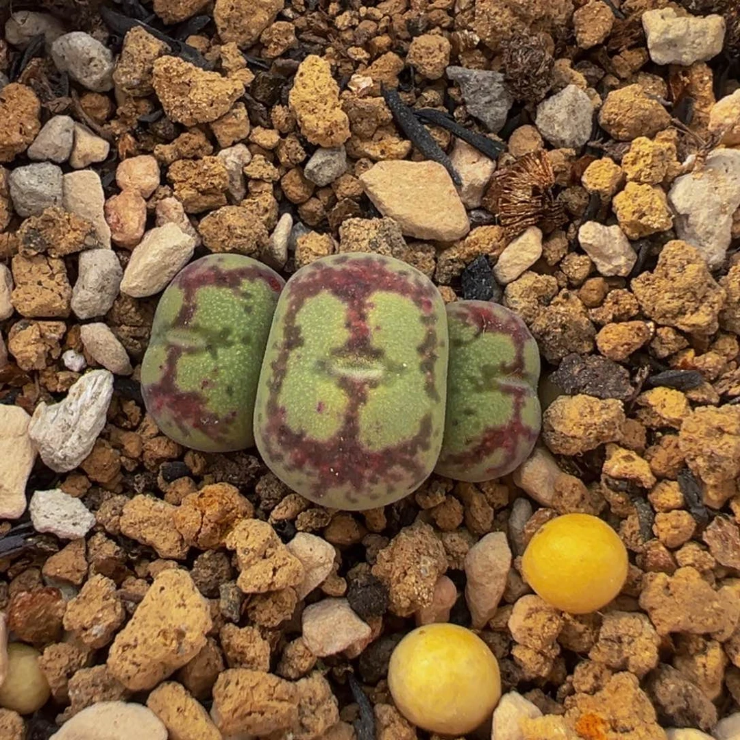 336多肉植物种类多样