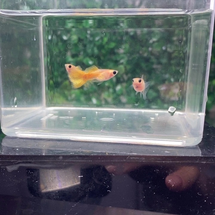 孔雀鱼户你蕾丝把控力冷