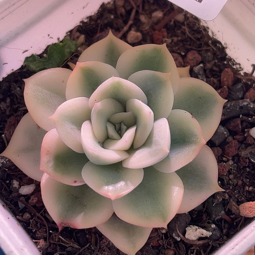 尚品园艺福利锦8332