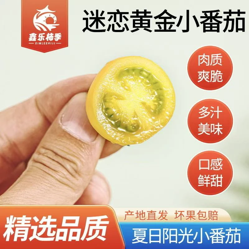 【顺丰包邮】黄色迷恋小番茄酸甜多汁果肉饱满