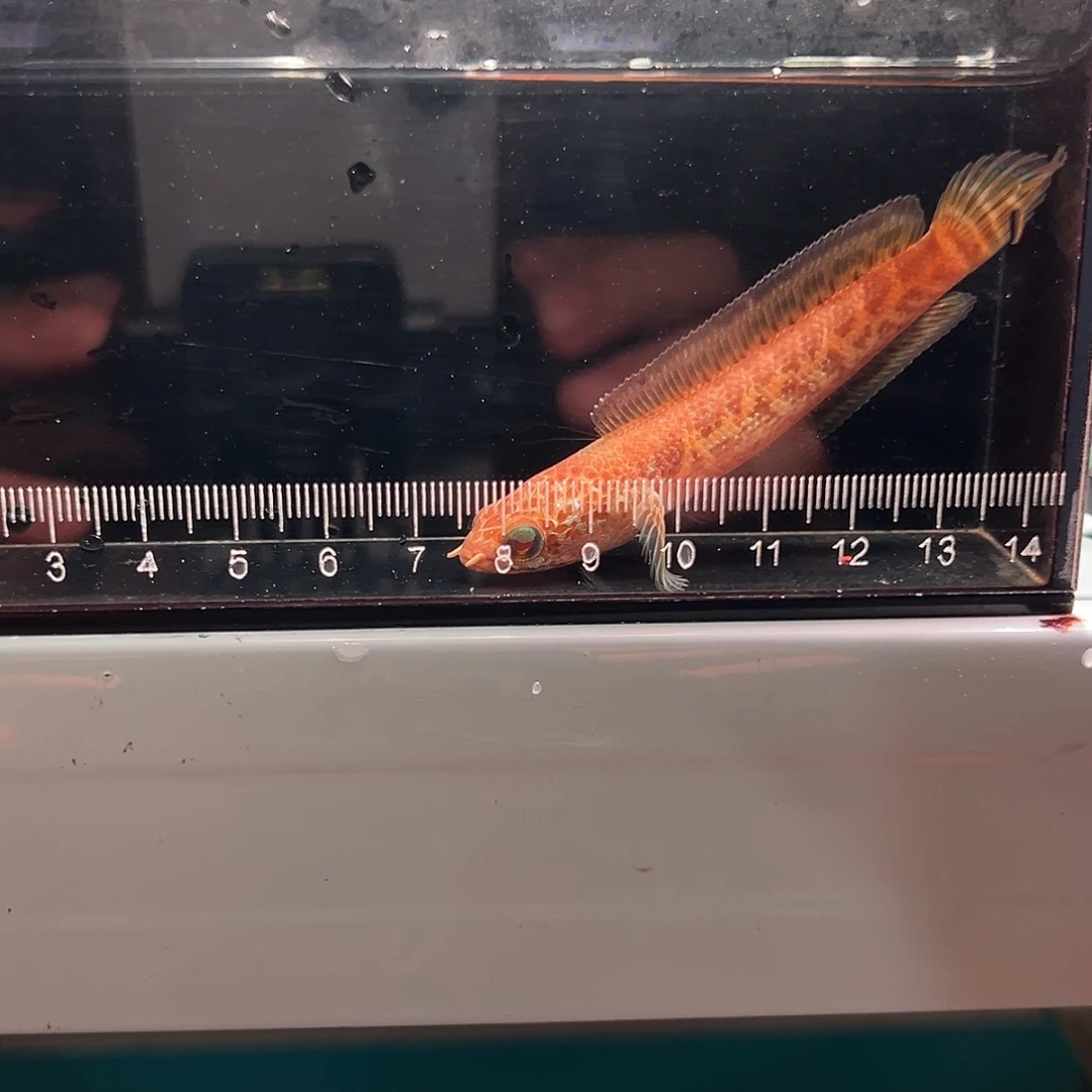 雷龙野蛇2222222222