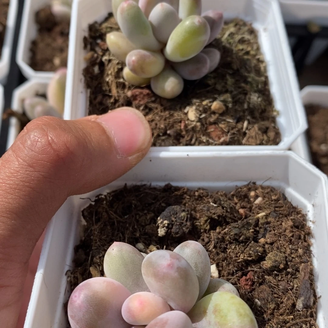 ?****?奶酪锦多肉植物