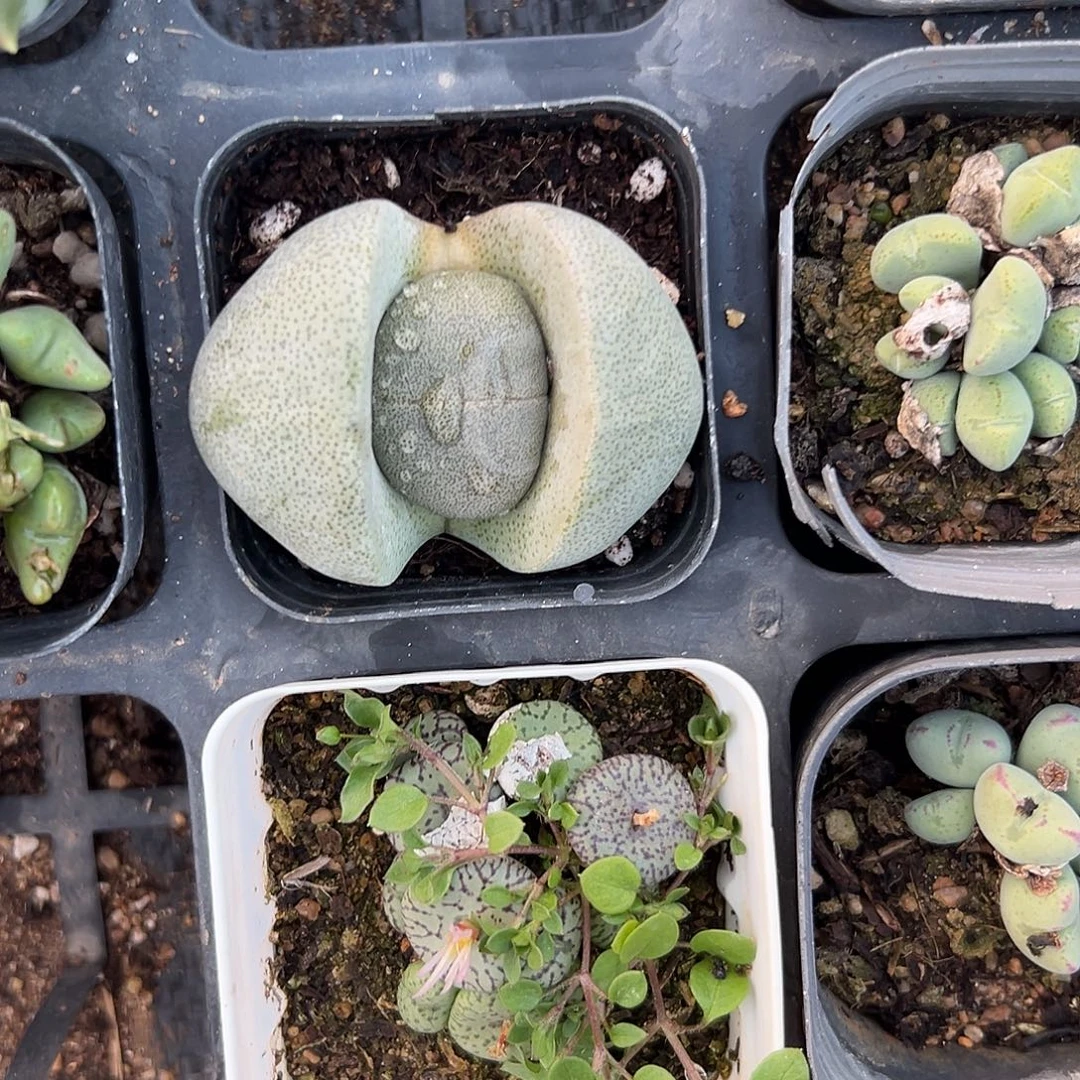 多肉植物绿帝玉单头