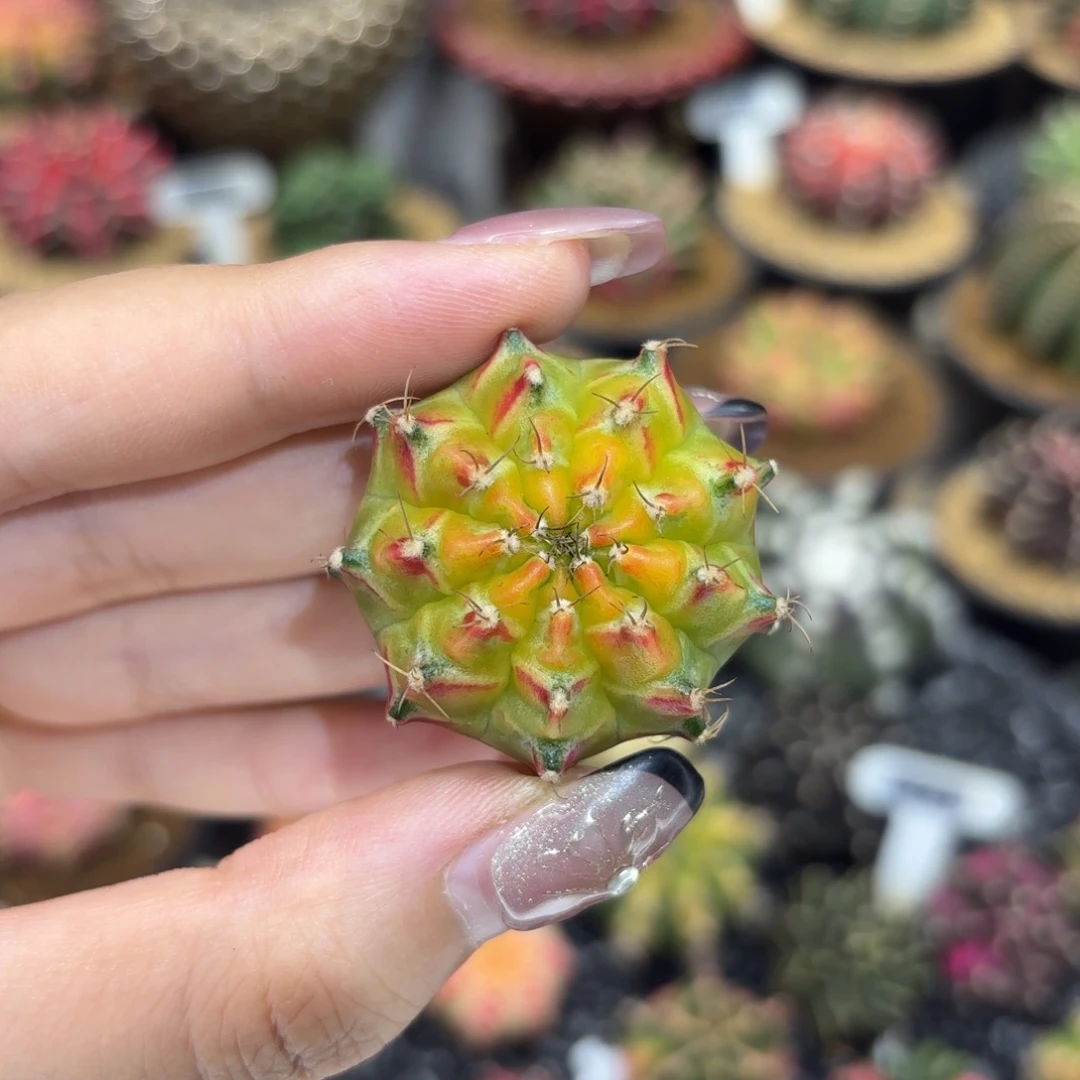 3.7cm金色红v海神轮回