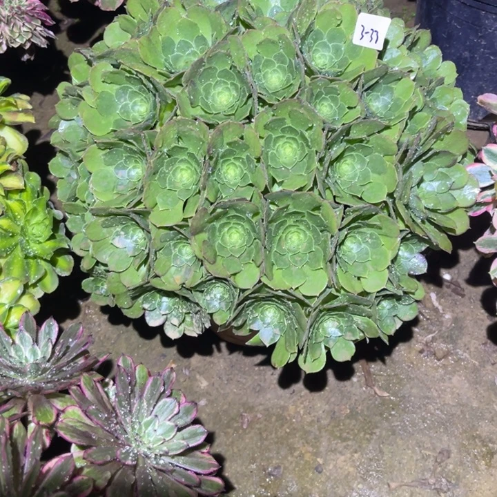 1-3-33万圣夜绣球法师锦