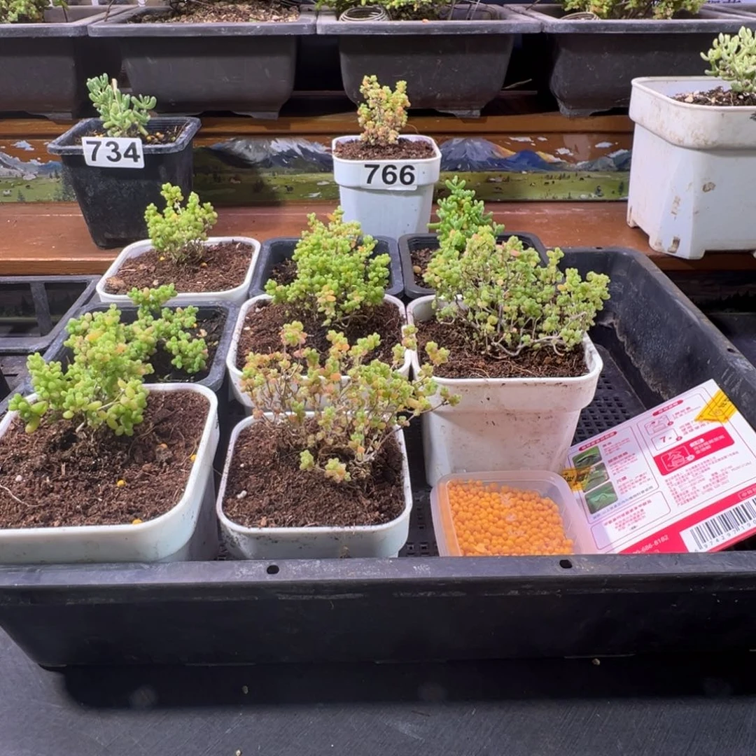 枝干番杏多肉植物778安