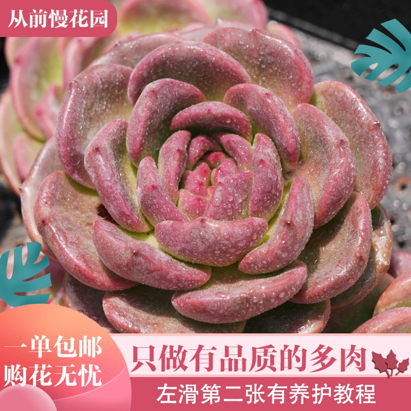 069-Q橙-从前慢花园东云系多肉植物多肉盆栽多肉植物盆栽山地玫瑰