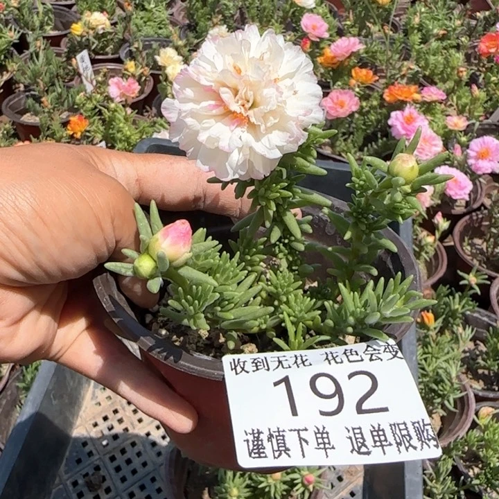 无花朵 192超小苗盆口10cm
