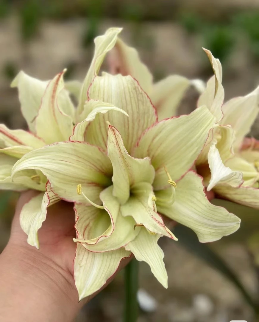 天天朱顶红/绿色魔力进口朱顶红种球懒人花卉花园阳台多年生花苞