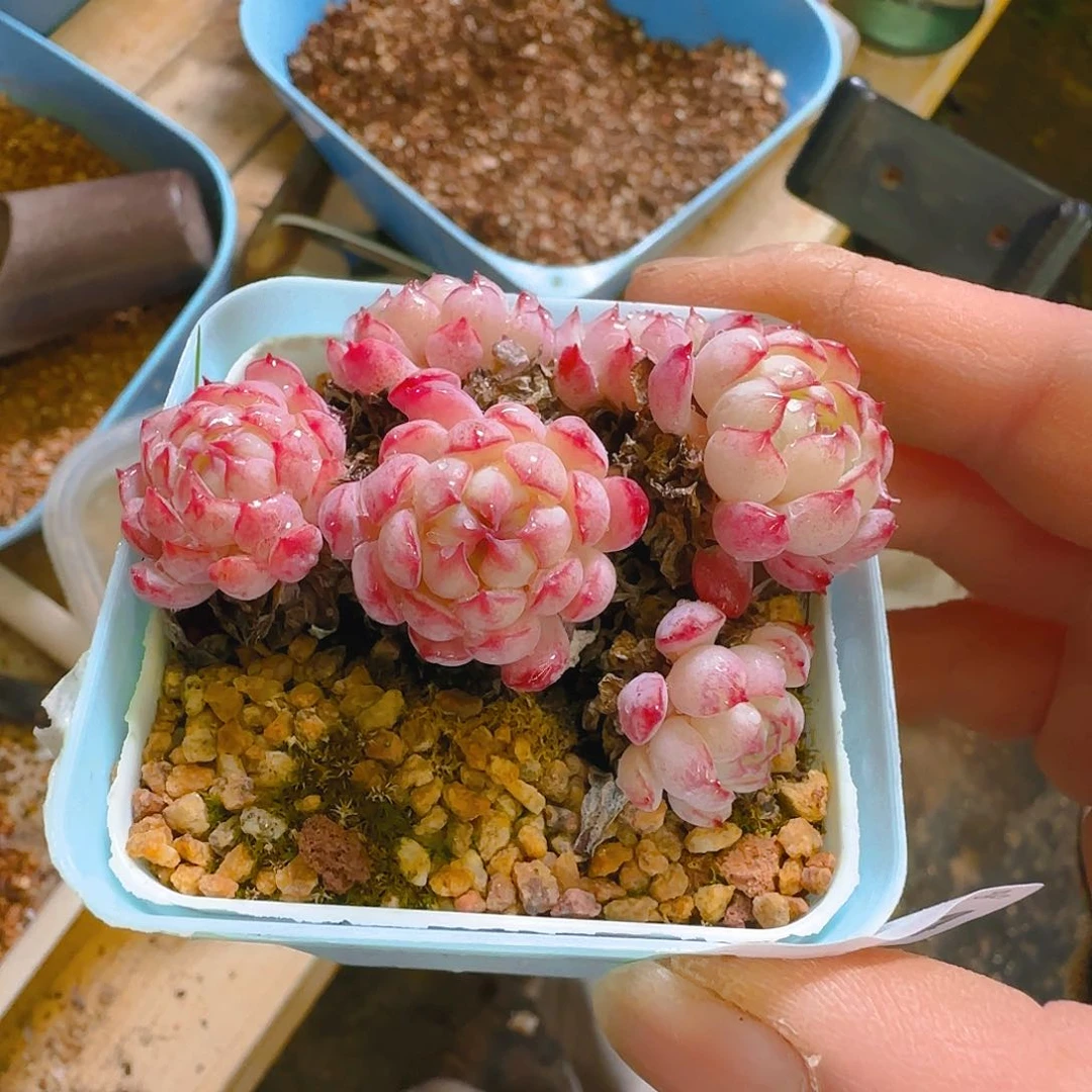 小红包，504、仙农出品