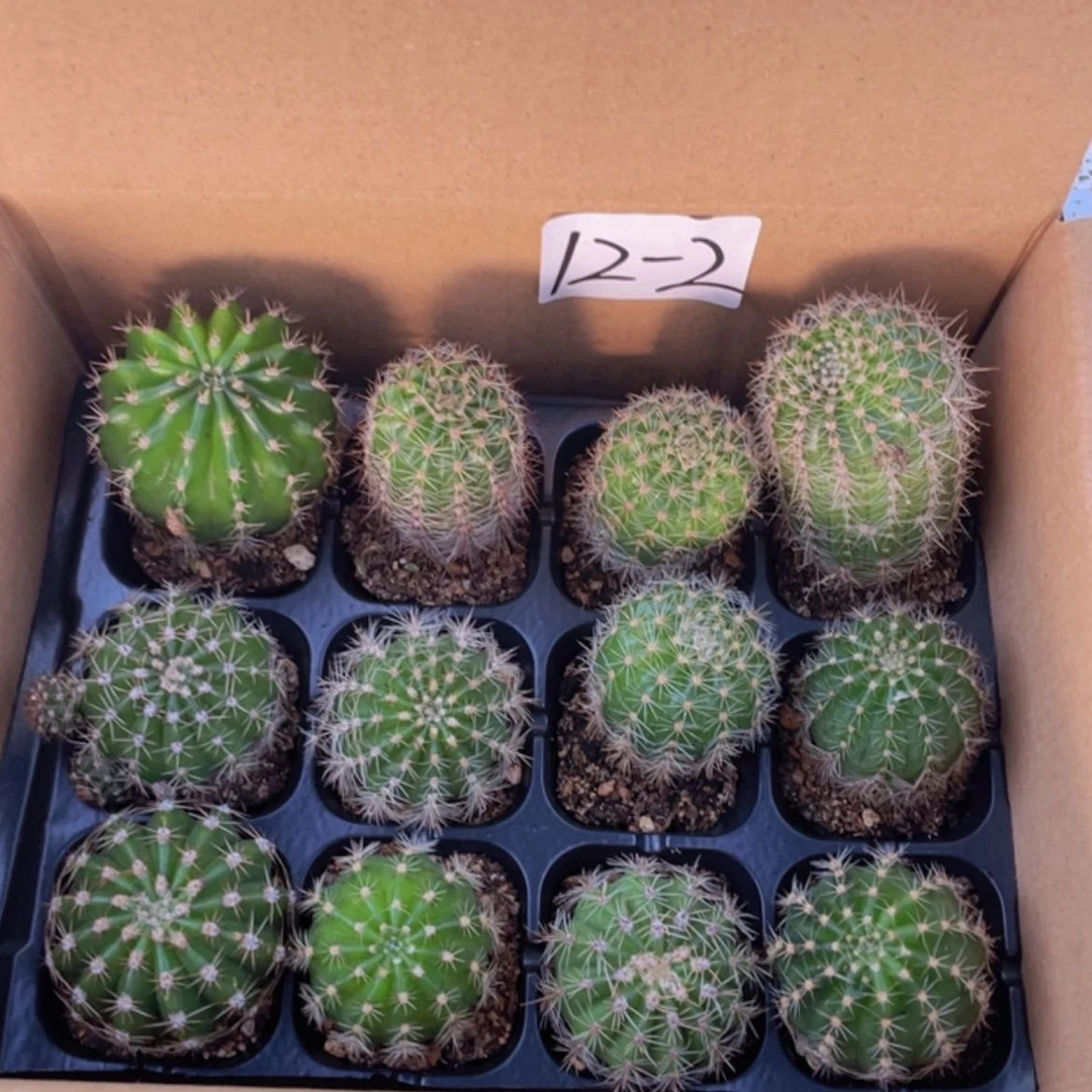 【闪购商品】12颗-2号仙人球约3-5厘米