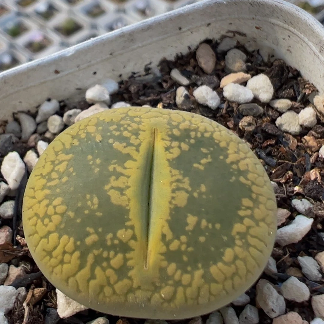 89多肉植物百科植物