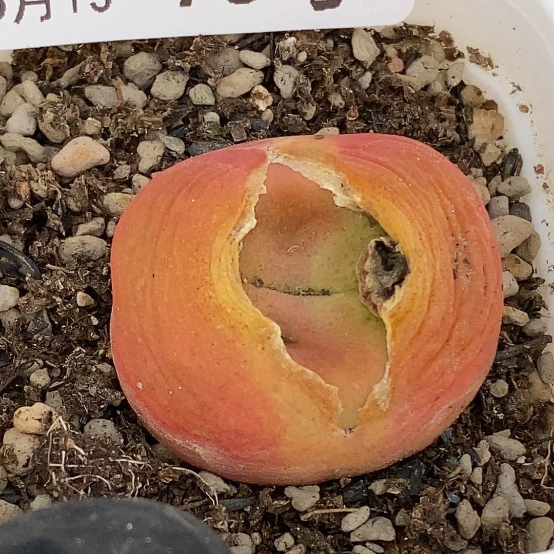 桃喜花园0513-73蟠桃