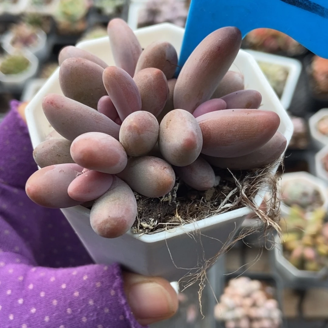 1012红手指多肉植物