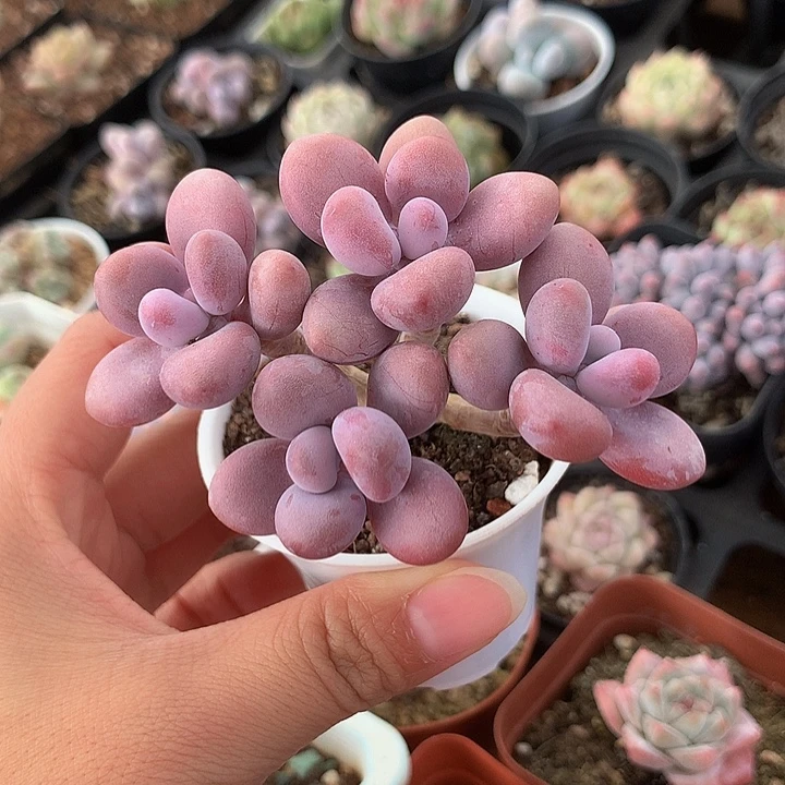 精控桃蛋一物一拍