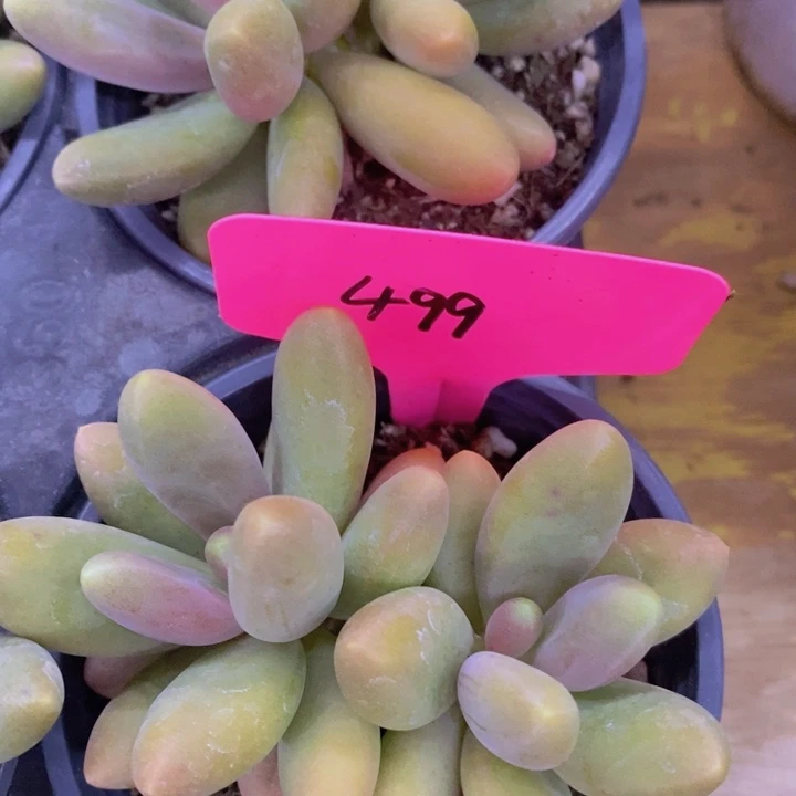 开心多肉，周年庆快乐