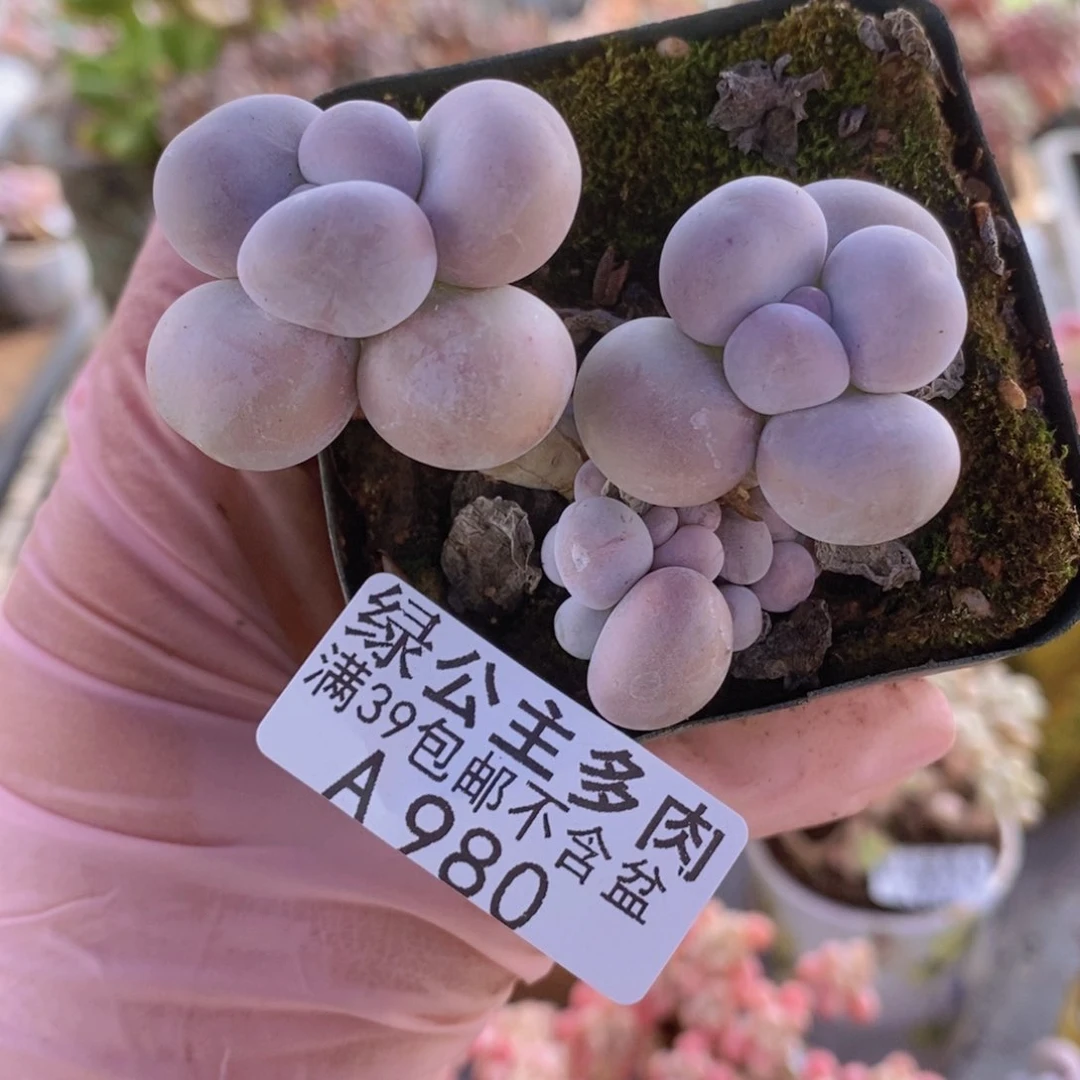 芭比奶洛6cm980多肉植物