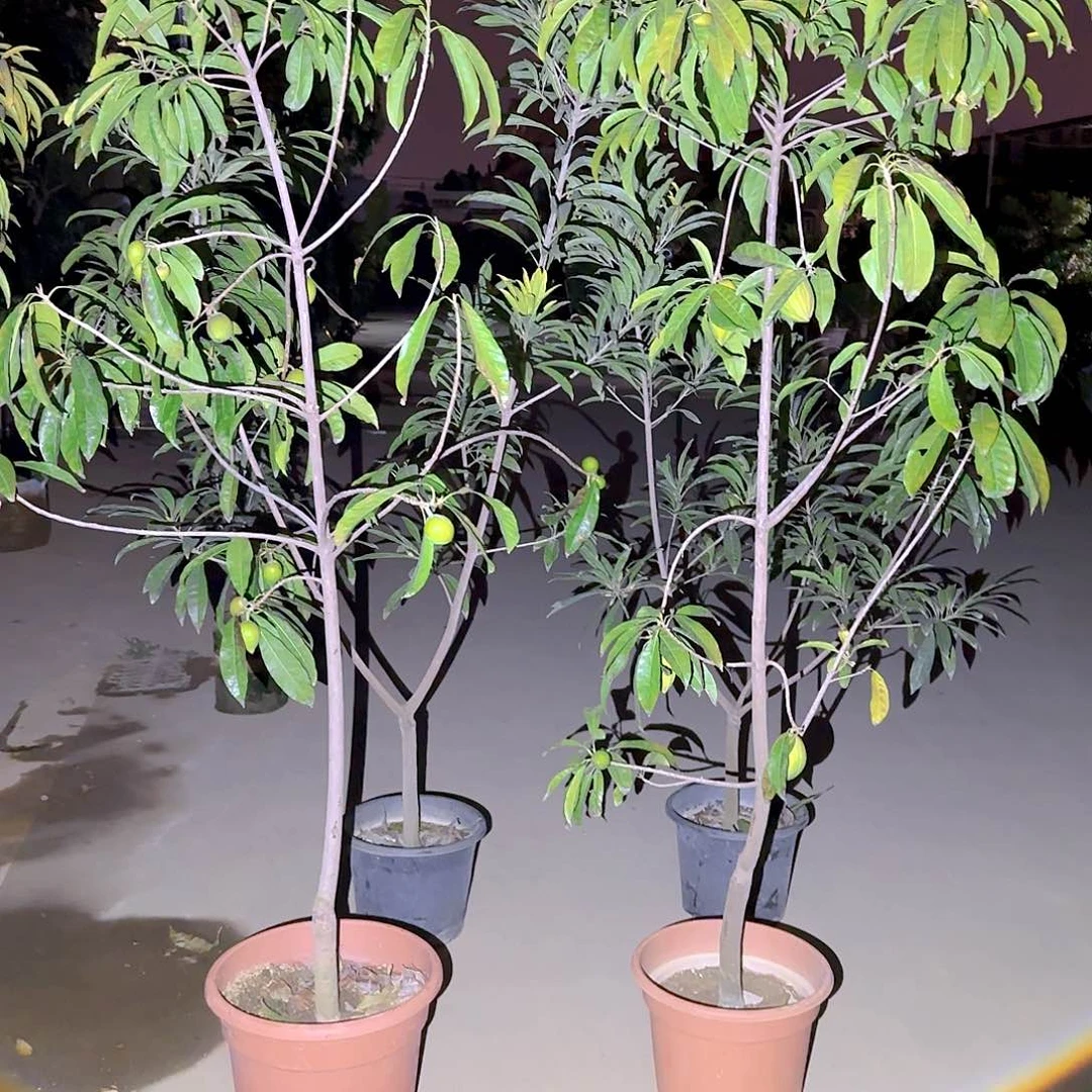 刘*波果树111111111111