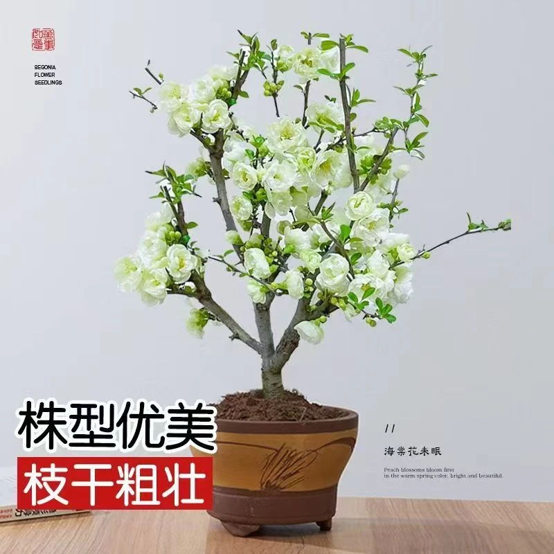 绿宝石（帝王绿）银长寿海棠花年宵花四季开花办公室种植盆栽花卉