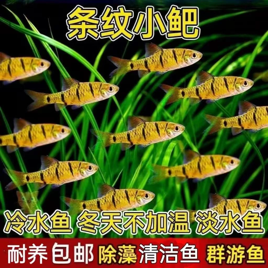 条纹小鲃冷水原生观赏鱼好养耐活可净化鱼缸
