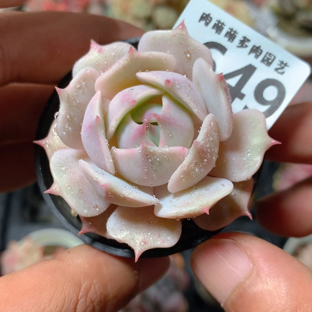 5CM拇指盆精控多肉ZB649