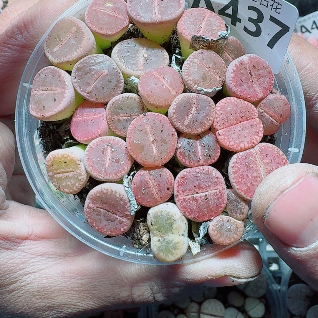 437 多肉植物多肉植物