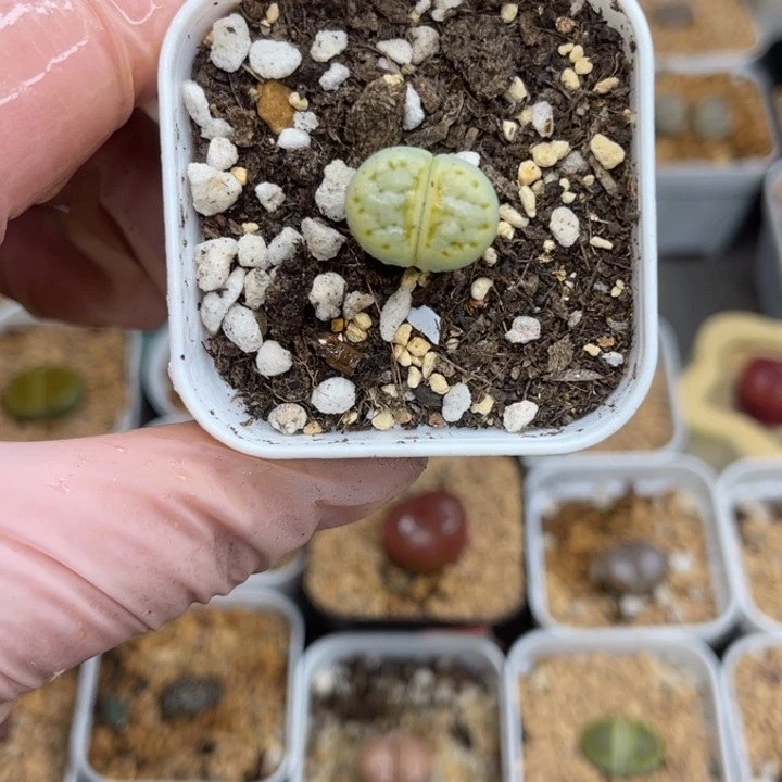 多肉植物一物一拍50