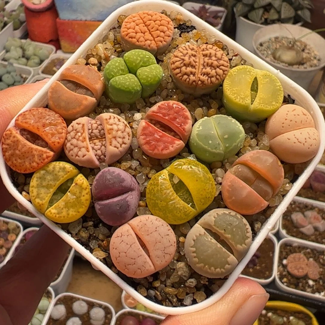 012多肉植物百科