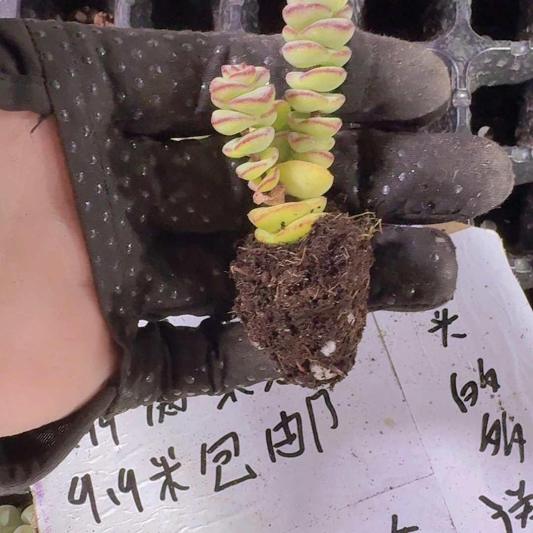 精品钱串两颗一组