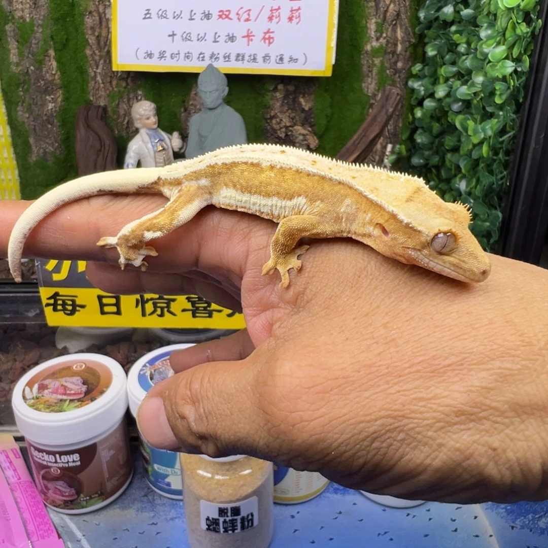 睫角守宫黄底莉莉