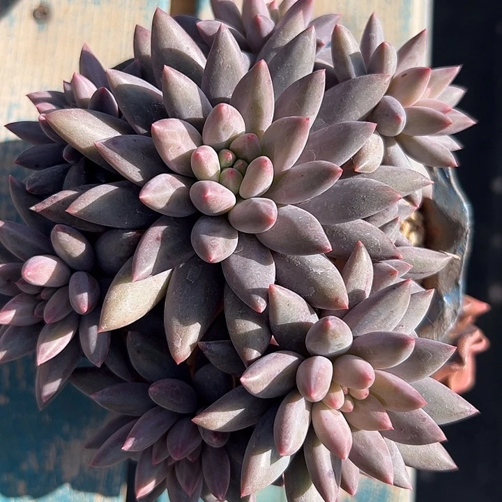 12头红蜻蜓捧花11111